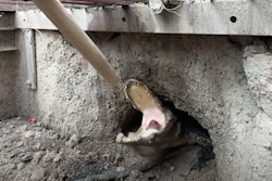 stormy the alligator