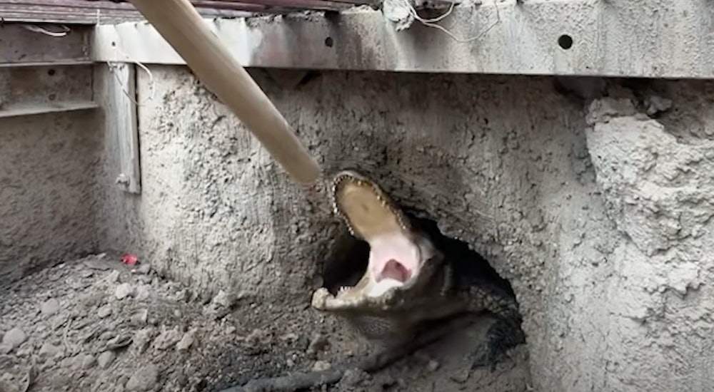 Texas DOT: 6-Foot Alligator "Stormy" Rescued from Intersection Storm Drain (Video)
