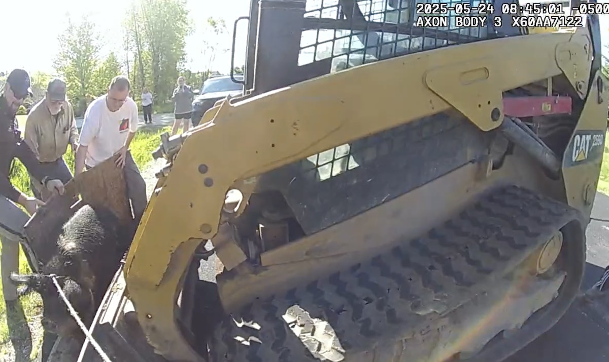 “Pig in a Bucket!” – Loose Hog Caught with Compact Track Loader (Video)