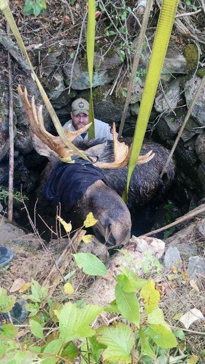 Moose Rescue 1