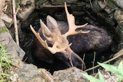 Moose Rescue 2