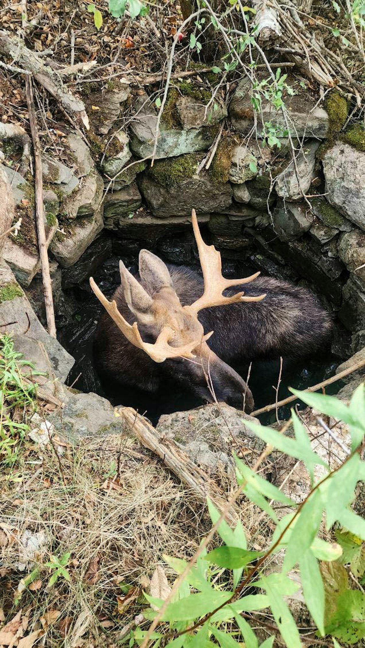 Moose Trapped in Well Rescued After Hours-Long Excavator Operation