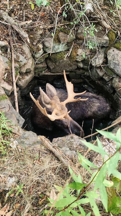 Moose Rescue 2