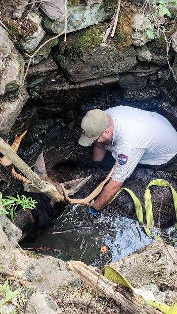 Moose Rescue 3
