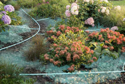 Lush backyard garden with pink and white hydrangeas, coral-colored sedum flowers, ornamental grasses, and evergreen shrubs bordered by blue landscape fabric and wooden fence.
