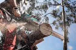 Wooden chainsaw sculpture of a person's head using a Makita chainsaw among eucalyptus trees