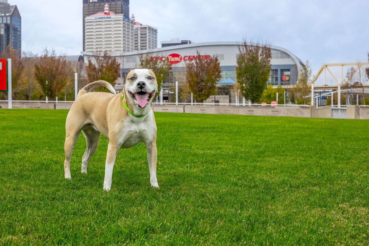Happy dog standing on grass with green collar in urban park setting