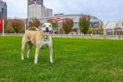 Happy dog standing on grass with green collar in urban park setting
