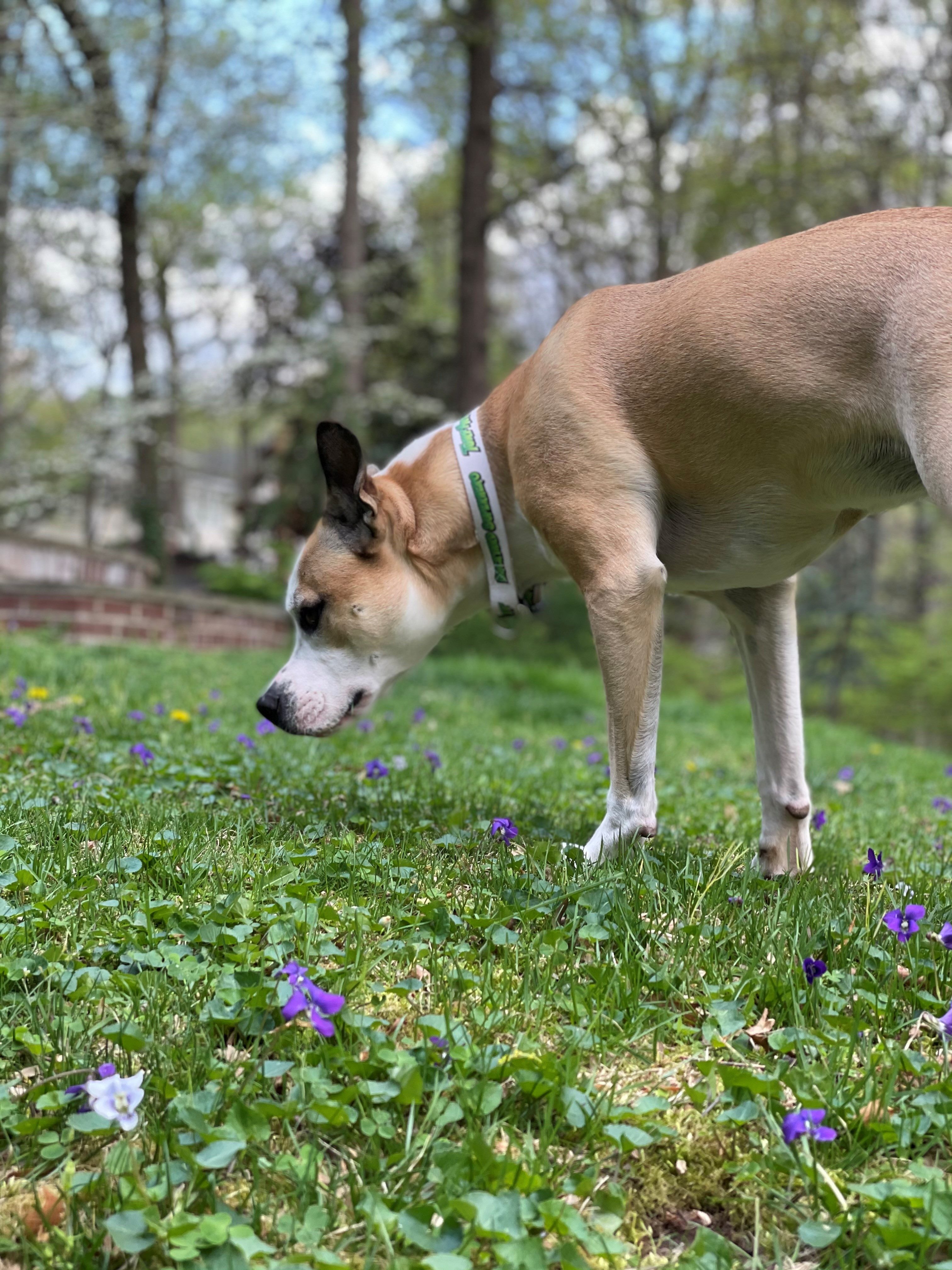 Tan and white dog sniffing purple flowers in a grassy park with blooming trees in background