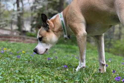 Tan and white dog sniffing purple flowers in a grassy park with blooming trees in background
