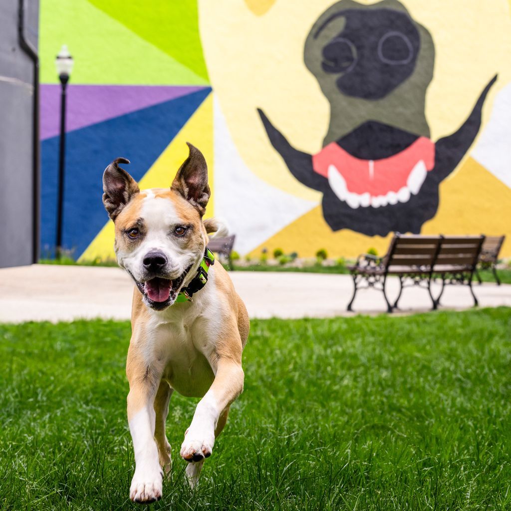 Happy tan and white dog running on grass with colorful mural featuring smiling character in background