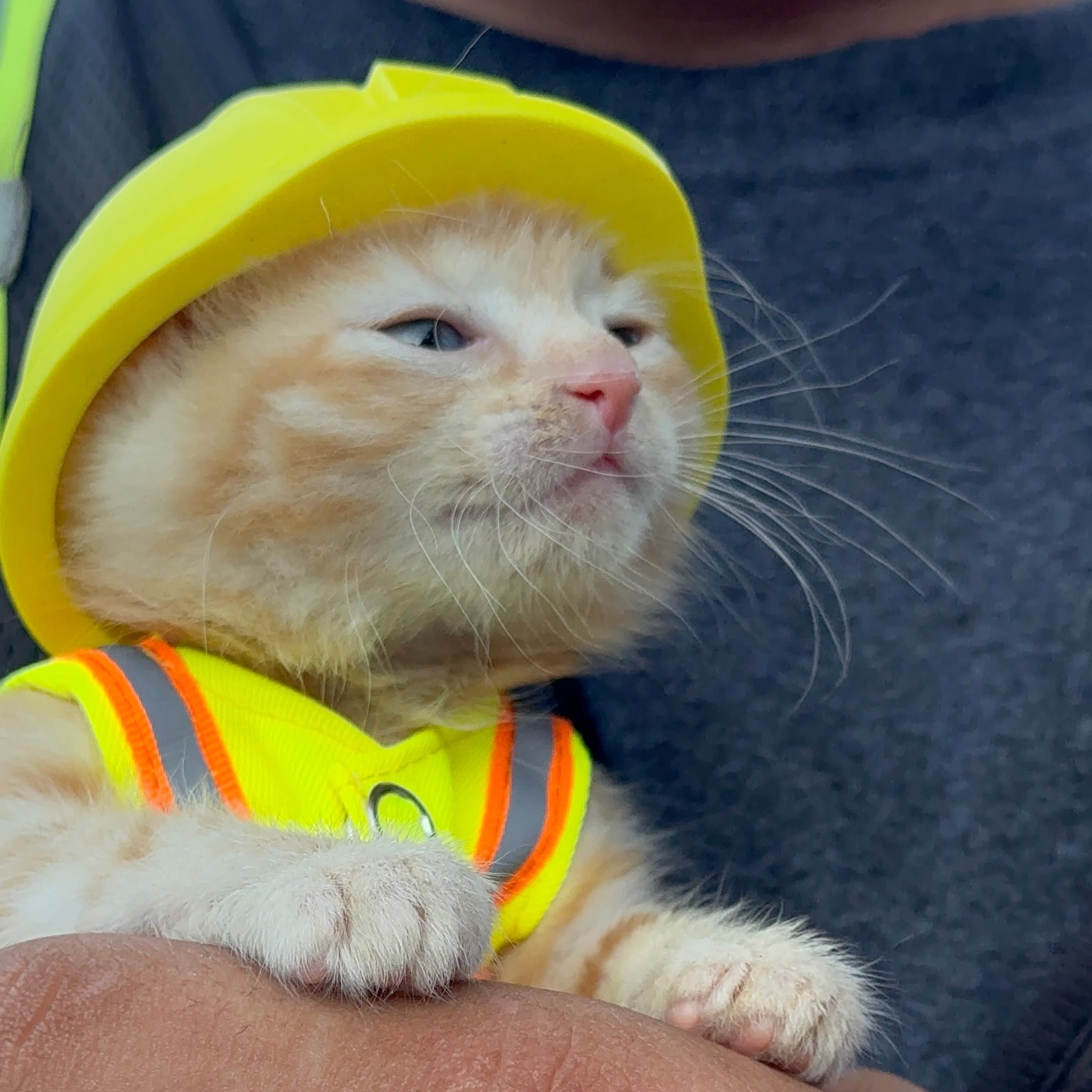 Komatsu the kitten — Sue, for short — sports her new PPE as she becomes part of the River Reach Construction crew that rescued her from the turret of a PC290 Long Reach excavator.