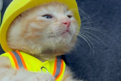 Komatsu the kitten — Sue, for short — sports her new PPE as she becomes part of the River Reach Construction crew that rescued her from the turret of a PC290 Long Reach excavator.