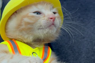 Komatsu the kitten — Sue, for short — sports her new PPE as she becomes part of the River Reach Construction crew that rescued her from the turret of a PC290 Long Reach excavator.