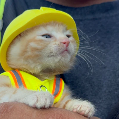 Komatsu the kitten — Sue, for short — sports her new PPE as she becomes part of the River Reach Construction crew that rescued her from the turret of a PC290 Long Reach excavator.