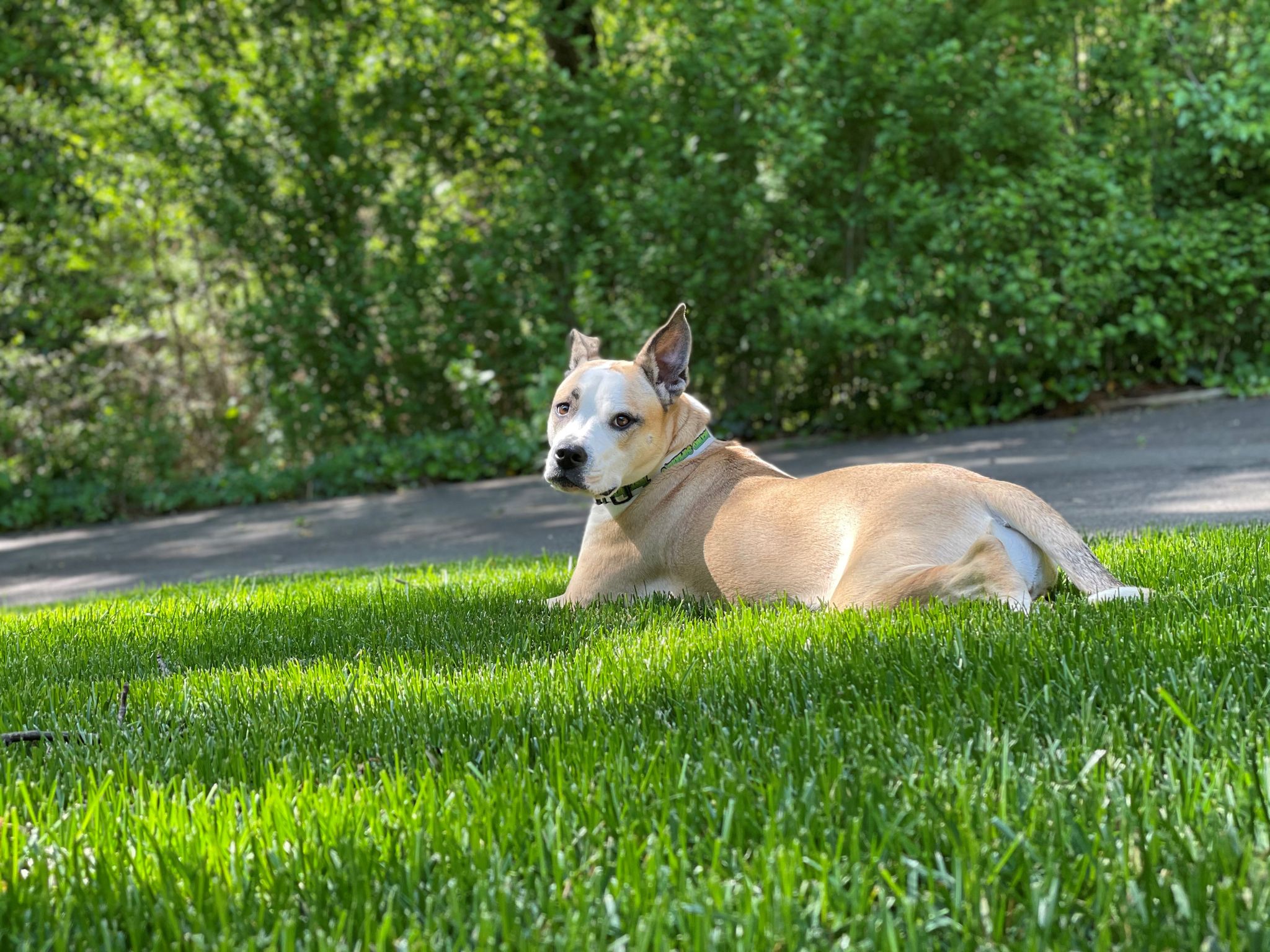 Tan and white dog lying on green grass with hedge background