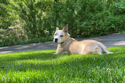 Tan and white dog lying on green grass with hedge background
