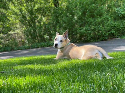 Tan and white dog lying on green grass with hedge background