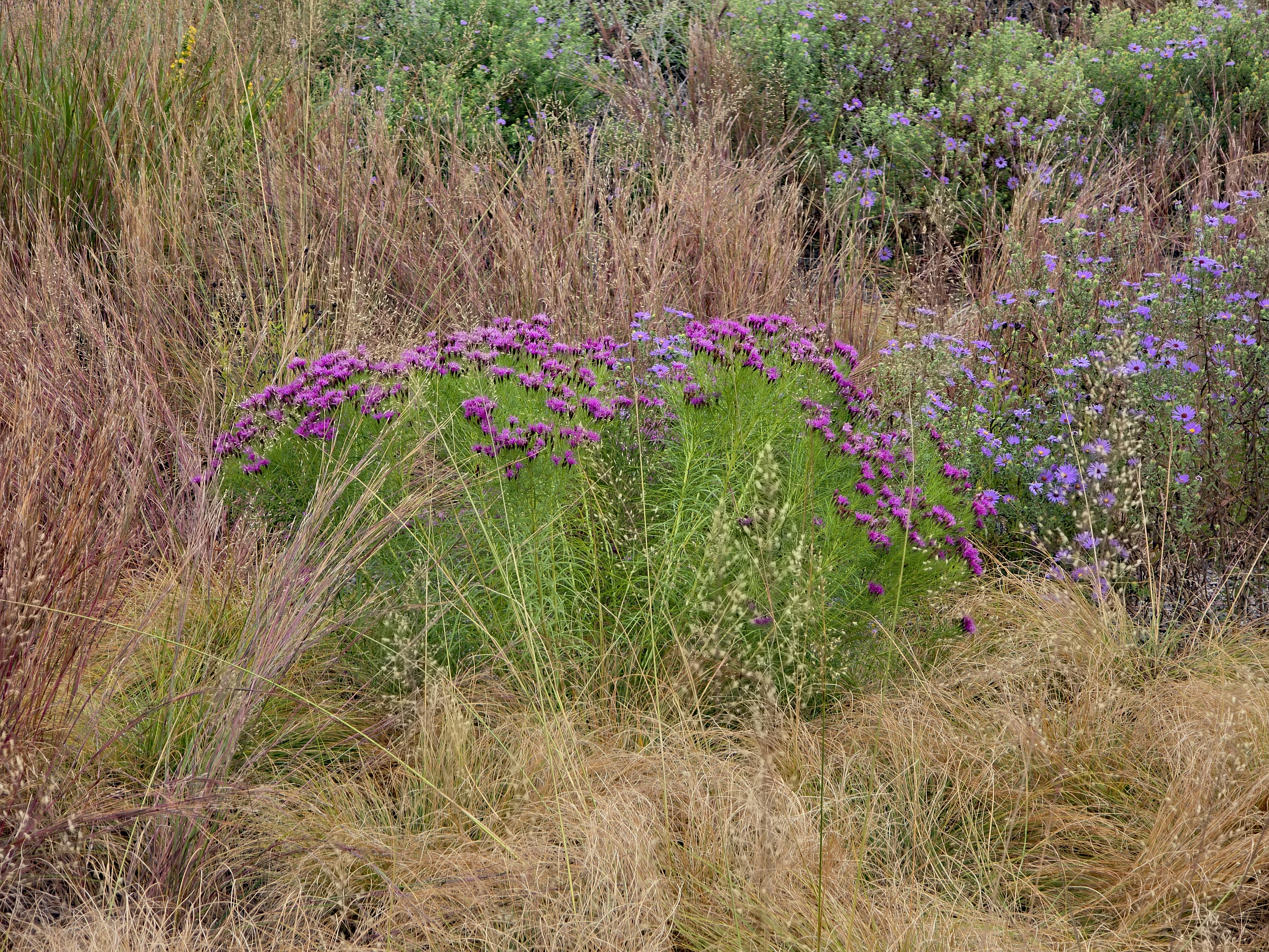Purple flowering plants with ornamental grasses in a naturalistic garden setting