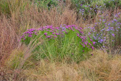 Purple flowering plants with ornamental grasses in a naturalistic garden setting