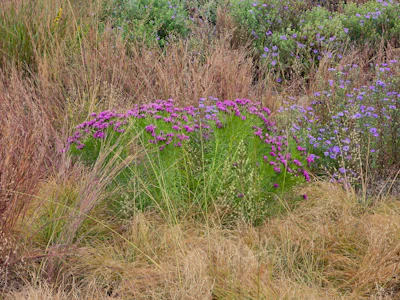 Purple flowering plants with ornamental grasses in a naturalistic garden setting