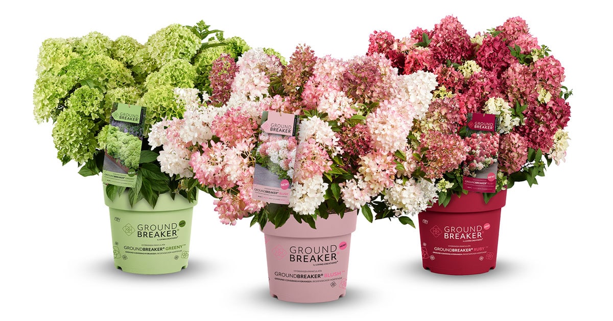 Three Ground Breaker potted hydrangea plants in lime green, pink, and burgundy containers with blooming flowers.