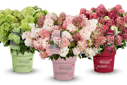 Three Ground Breaker potted hydrangea plants in lime green, pink, and burgundy containers with blooming flowers.